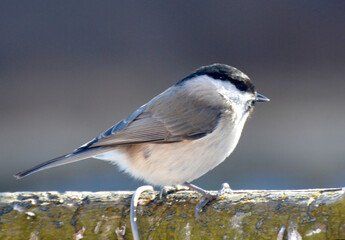 On a branch sits a bird Poecile palustris, Parus palustris
