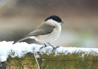 On a branch sits a bird Poecile palustris, Parus palustris