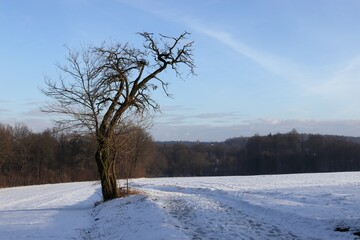 Snowy dirt road. Old lonely tree by the road in winter.