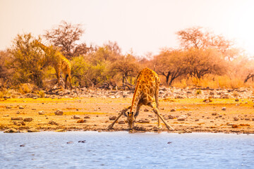 Giraffe drinking water - obrazy, fototapety, plakaty