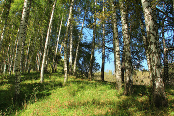 Birch forest on a mountain slope with grass in summer on Kok Zhailau, sunlight and shadows from trees, clear sky