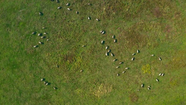 A herd of wild horses tarpan on the field. View from a copter, large group of horses in the wild