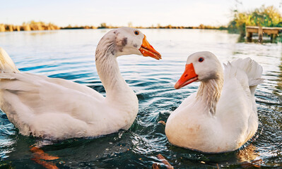 Close-up of Geese in the water of the lake at sunset