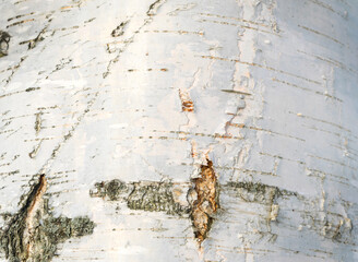 Birch tree bark texture. Background. Close-up.