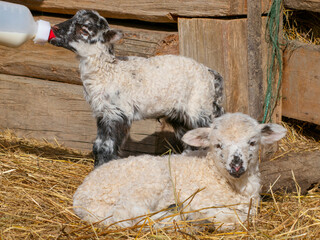 feeding a newborn lamb from bottle - milk substitute