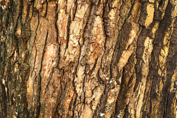 Tree bark texture. Background. Close-up.