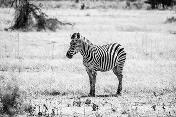 Fototapeta na wymiar Plains zebra in african savanna