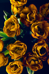 Close up of blooming flowerbeds of amazing yellow parrot tulips during spring. Public flower...