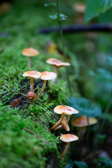 mushrooms in the forest
