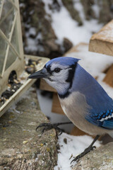Blue Jay eating at a feeder
