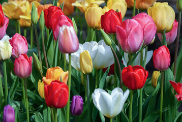 Tulips flowering in spring garden