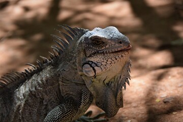 IGUANA