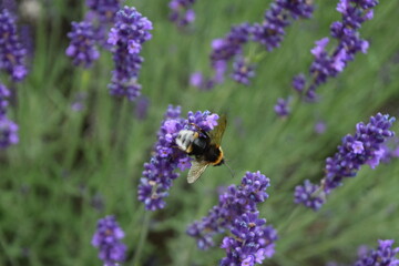 Bees and bumblebees on purple lavender collecting honey, Stuttgart, Germany