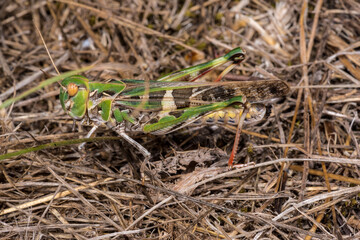 Green Grasshopper (likely Oedaleus decorus)