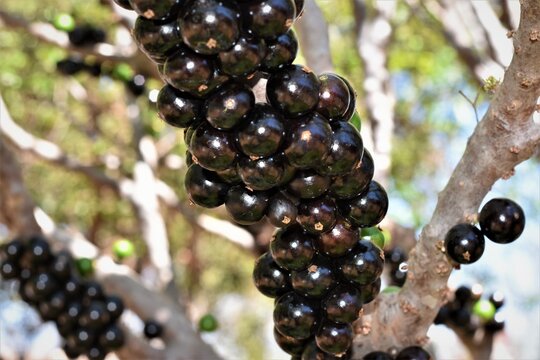 Jabuticaba