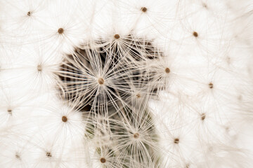 dandelion in front of a white background shot in macro