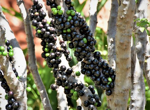 JABOTICABA