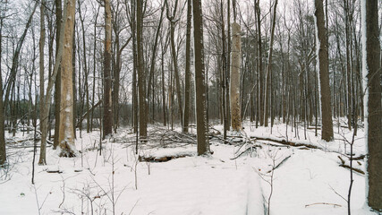 The woods in winter