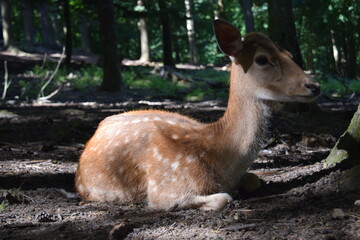 Portrait of a red deer in the forest at Animal Park Bretten, Germany