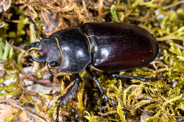 Female Stag Beetle (Lucanus cervus)