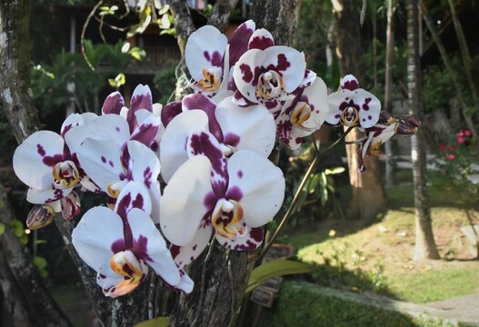 ORQUIDIA