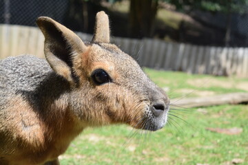 Portrait of a Dolichotinae pampas rabbit (Mara) at Animal Park Bretten, Germany