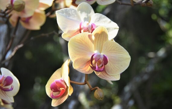 ORQUIDIA 