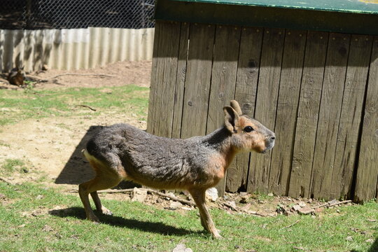 Portrait of a Dolichotinae pampas rabbit (Mara) at Animal Park Bretten, Germany