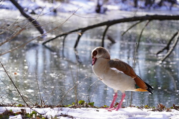 Egyptian goose, Alopochen aegyptiaca, at a frozen lake in winter sunshine, Monrepos, Ludwigsburg, Germany
