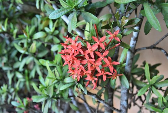 Flor