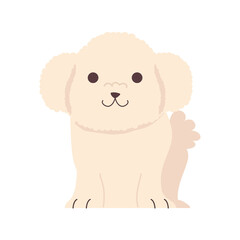 cute little dog french poodle seated character