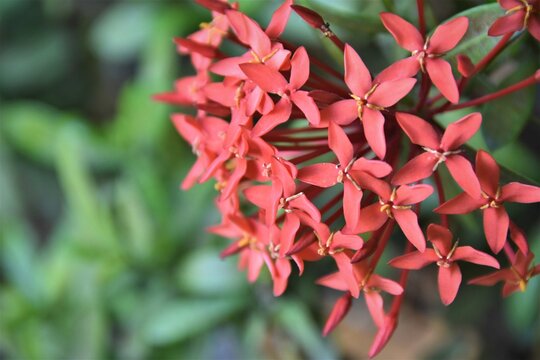 FLOR