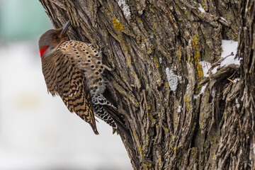 Northern Flicker woodpecker on a tree