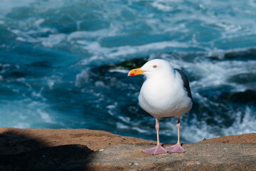 Seagull