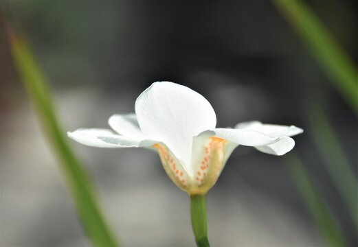 FLOR