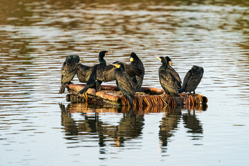 浮島で休憩するカワウ
