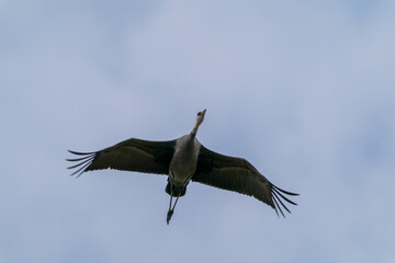 山口県の八代盆地を飛翔するナベヅル