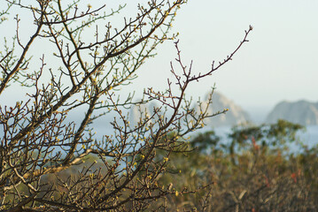 beautiful landscape (trees, sea and rocks)