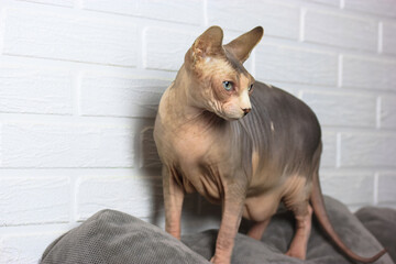 A beautiful gray domestic Canadian Sphynx cat with blue eyes stands on a couch and looks away against a white brick wall. Beautiful healthy pedigree cat in a modern interior. Place for text.