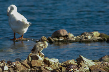 White swans in lake water. Two swans on stones. Ugly duck.