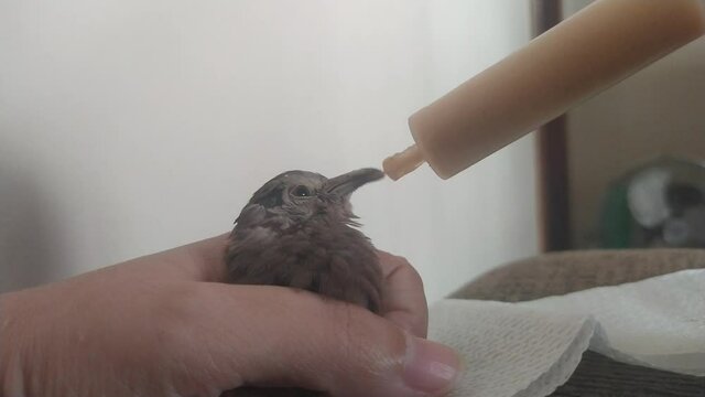 Feeding orphaned baby bird with a syringe. Newbord dove, pigeon  rescued. Care, helping animals.