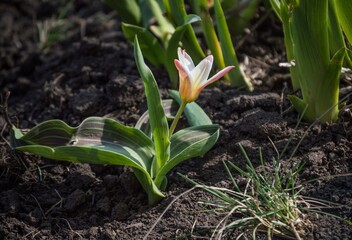 Kaufman's Tulip, Heart's Delight variety