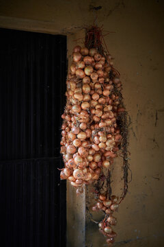 Bunch of raw yellow onion bulbs with dry husk hanging on rough wall in old building