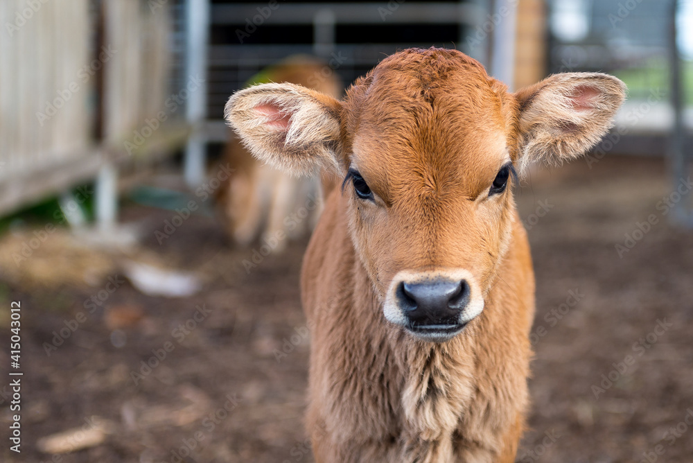 Wall mural baby cow on the farm