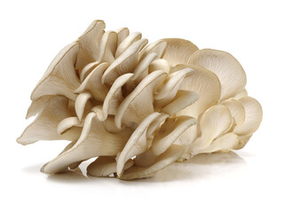 oyster mushroom on white background