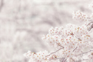 Cherry blossom flower in spring for background or copy space for text