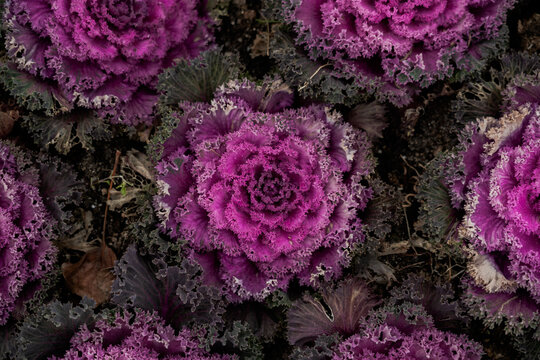 Closeup of bright flowering kale cabbage with leaves of purple color growing in garden