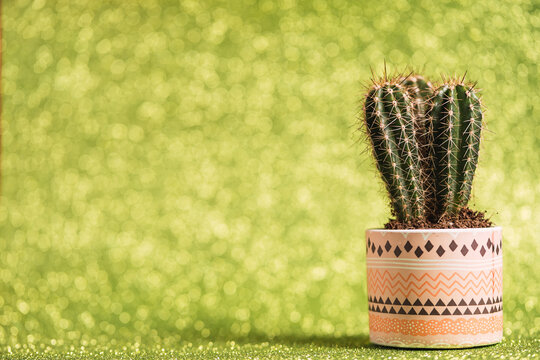 Fresh spiky cactus growing in flowerpot placed on glittering green background in studio