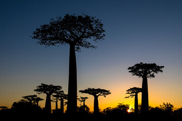 Silhouettes of tall baobab trees growing on background of sundown sky on Madagascar
