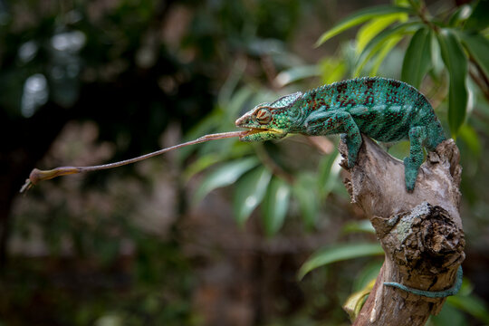 Amazing chameleon sitting on mossy twig on Madagascar